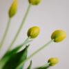 Tulpen · Buttercup Yellow