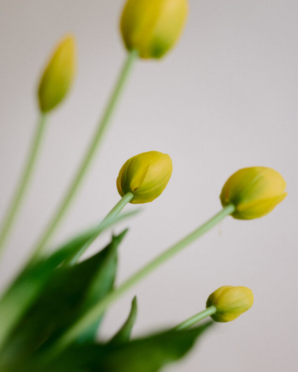 Tulpen · Buttercup Yellow