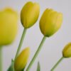 Tulpen · Buttercup Yellow