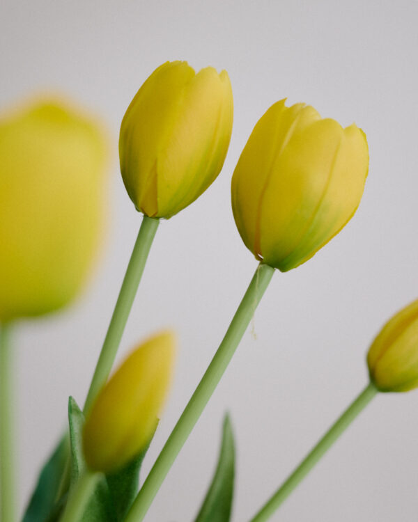 Tulpen · Buttercup Yellow