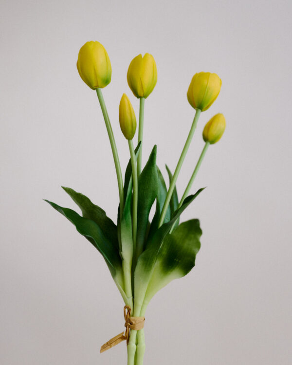 Tulpen · Buttercup Yellow