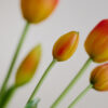 Tulpe, sunset gradient, real touch, 5 Stiele