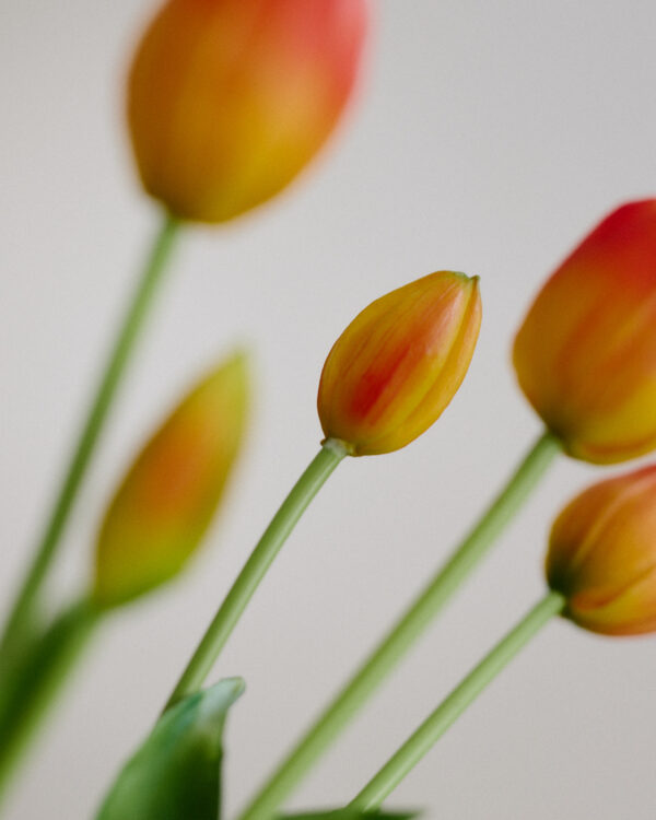 Tulpe, sunset gradient, real touch, 5 Stiele
