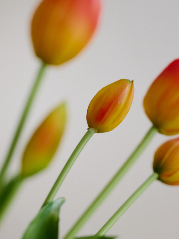 Tulpe, sunset gradient, real touch, 5 Stiele