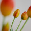 Tulpen · Sunset Gradient