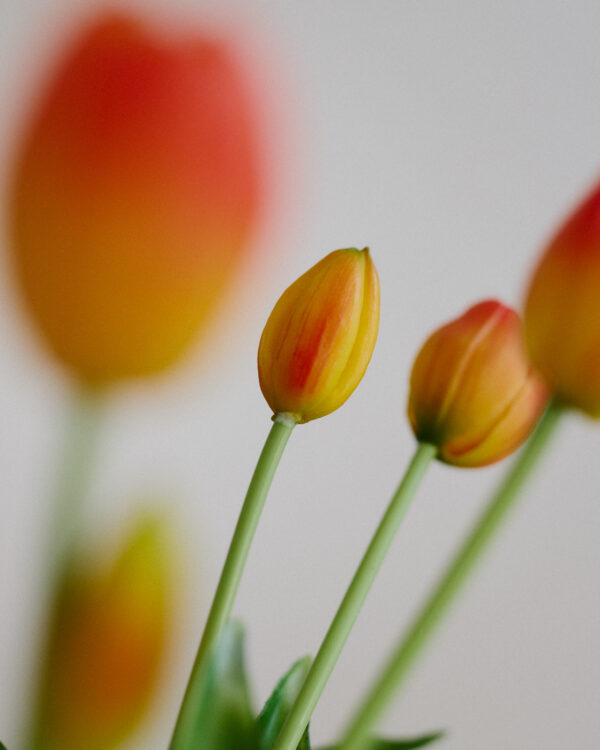 Tulpen · Sunset Gradient