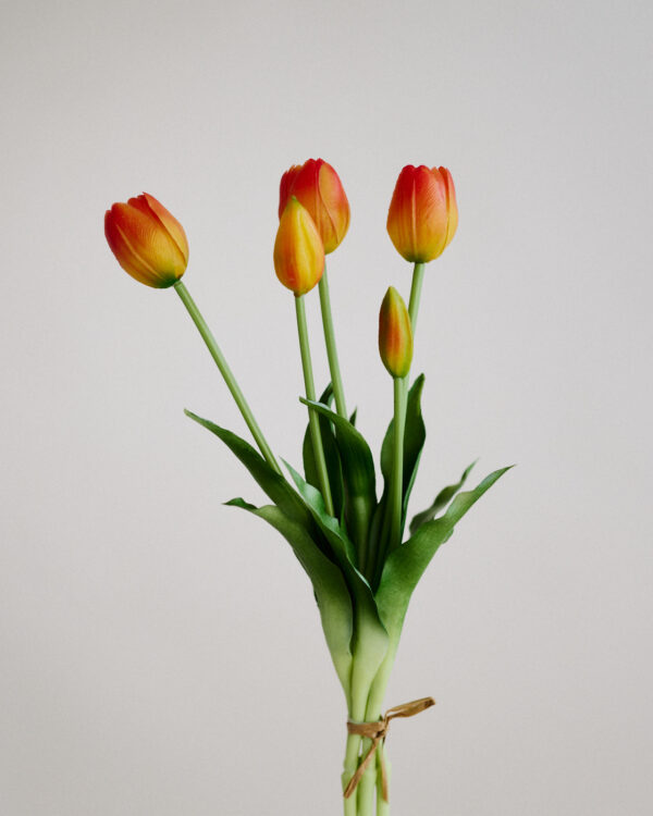 Tulpen · Sunset Gradient