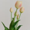 Tulpen · Cream Blush