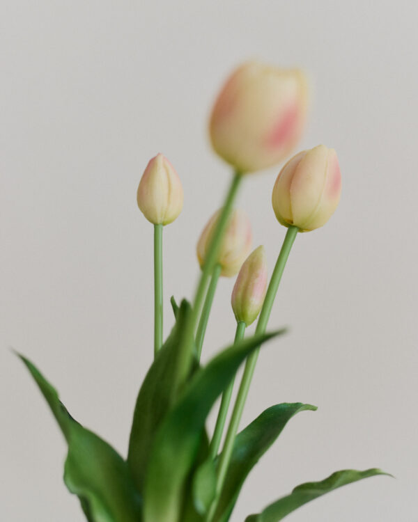 Tulpen · Cream Blush