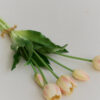 Tulpen · Cream Blush