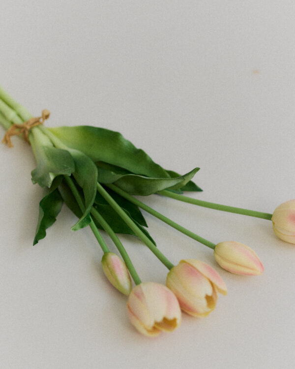 Tulpen · Cream Blush