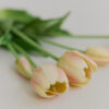 Tulpen · Cream Blush