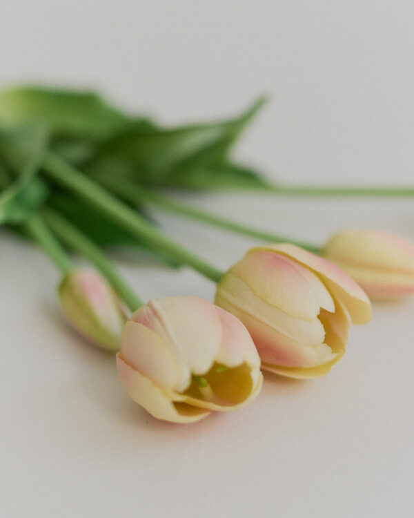 Tulpen · Cream Blush