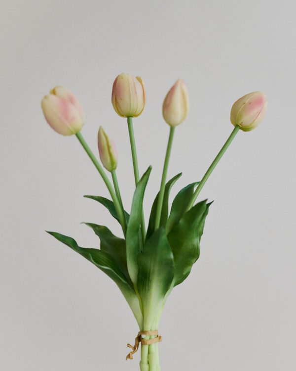 Tulpe, cream blush, real touch, 5 Stiele