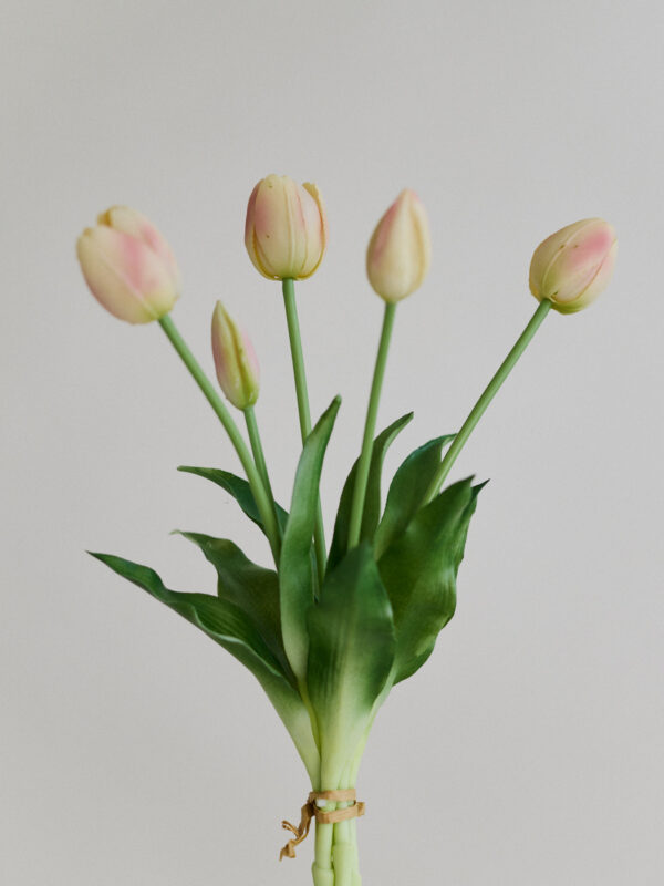 Tulpe, cream blush, real touch, 5 Stiele