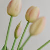 Tulpen · Cream Blush
