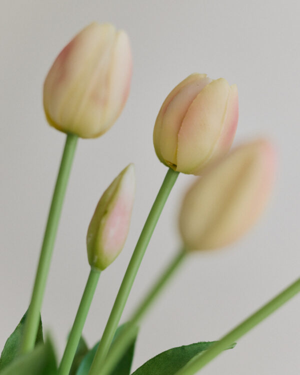 Tulpen · Cream Blush