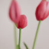Tulpen · Soft Carmine