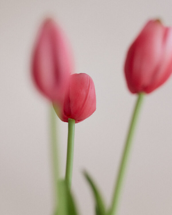 Tulpen · Soft Carmine