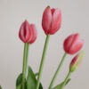 Tulpen · Soft Carmine