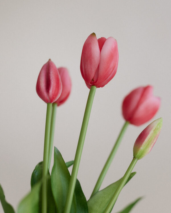 Tulpen · Soft Carmine