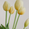 Tulpe, soft butter, real touch, 5 Stiele