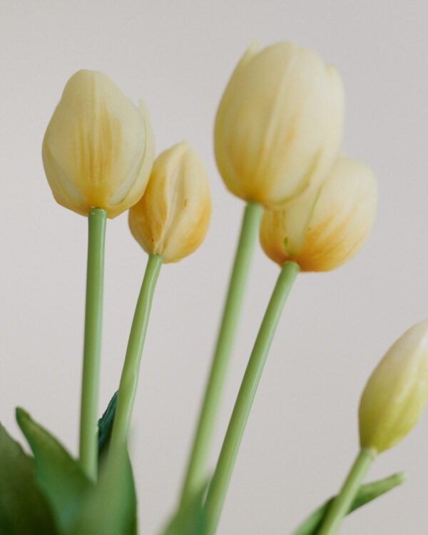 Tulpe, soft butter, real touch, 5 Stiele