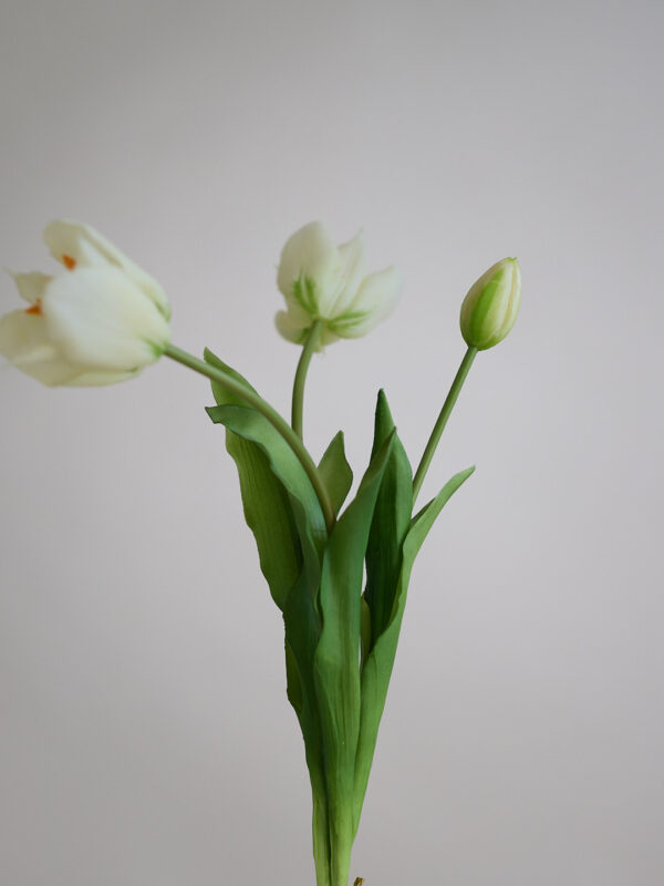Tulpe · Botanic White · Real Touch