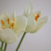 Tulpe · Botanic White · Real Touch