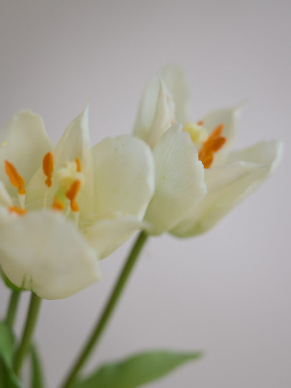 Tulpe · Botanic White · Real Touch