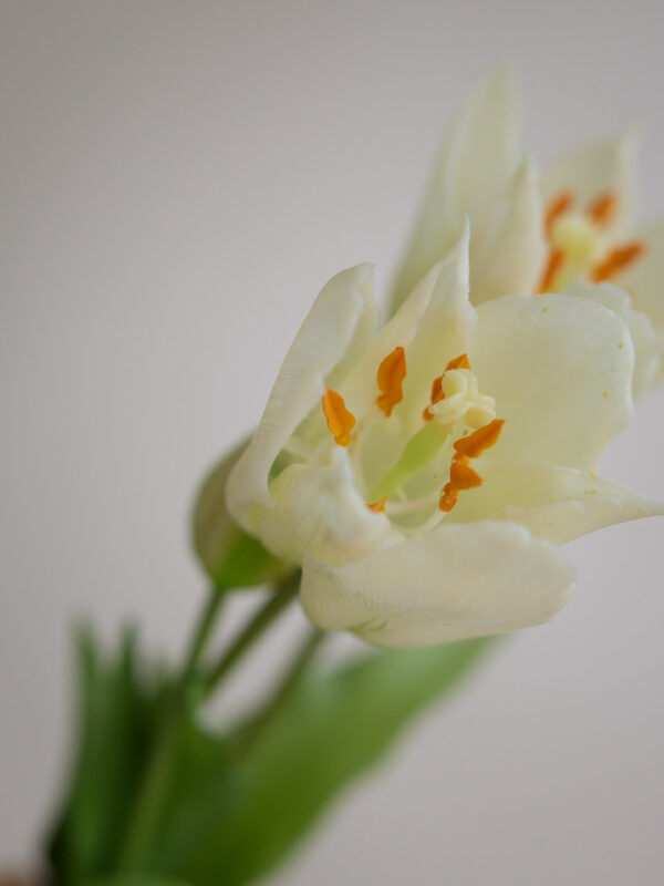 Tulpe · Botanic White · Real Touch