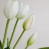 Tulpen · Botanic White