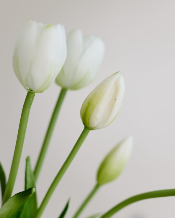 Tulpen · Botanic White
