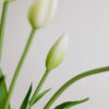 Tulpen · Botanic White