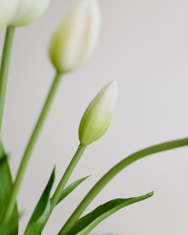 Tulpen · Botanic White