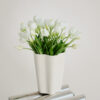 Tulpen · Botanic White