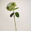 Hortensie · Fall Green · Real Touch