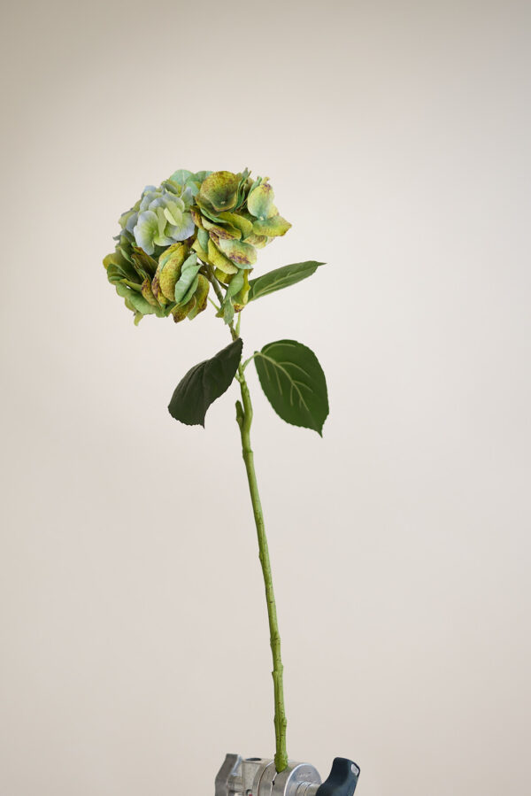 Hortensie · Fall Green · Real Touch