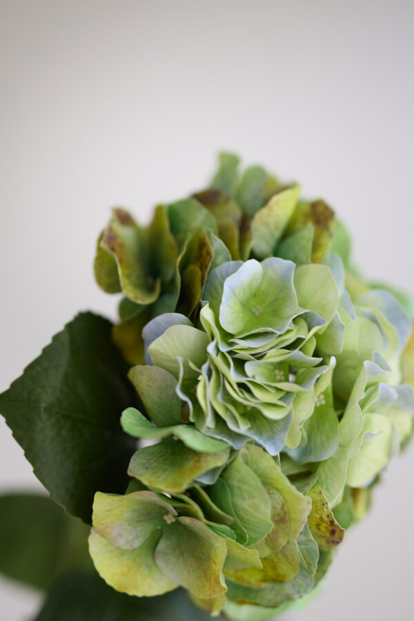 Hortensie · Fall Green · Real Touch