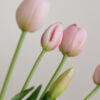Tulpen · Milky Pink