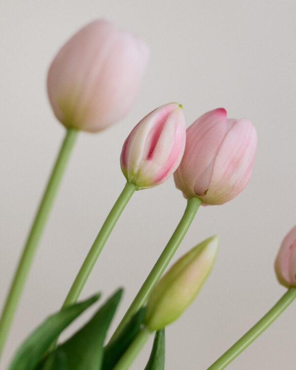 Tulpen · Milky Pink