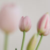 Tulpen · Milky Pink