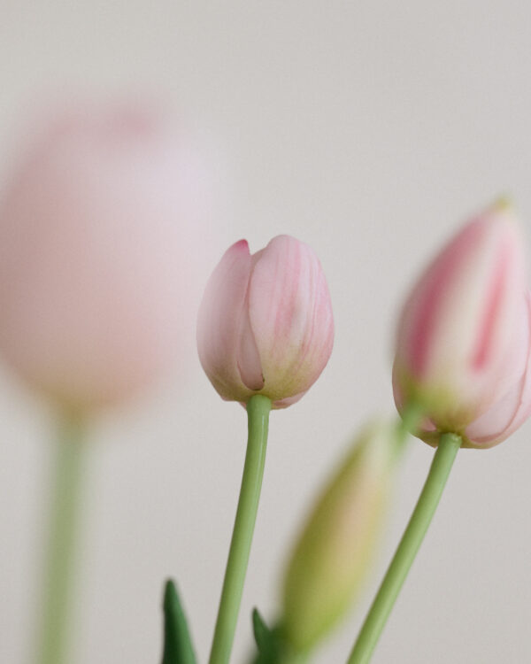 Tulpen · Milky Pink