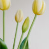 Tulpen · Milky Lemon