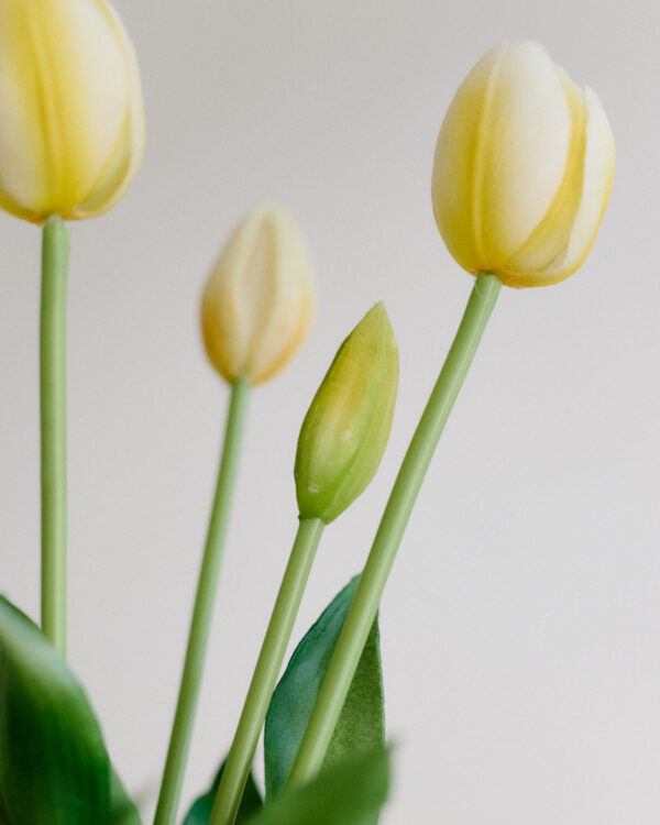 Tulpen · Milky Lemon