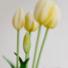 Tulpen · Milky Lemon