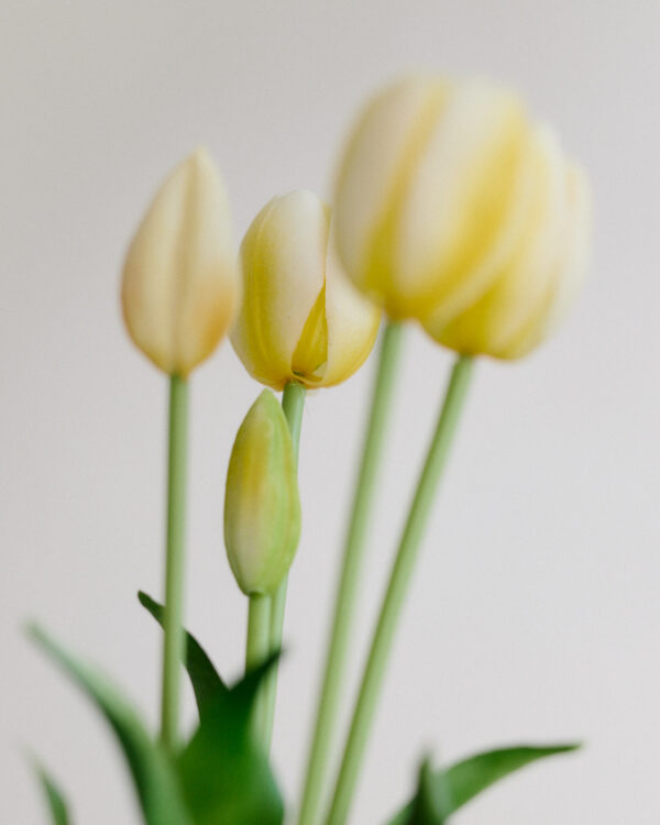 Tulpen · Milky Lemon