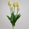 Tulpen · Milky Lemon
