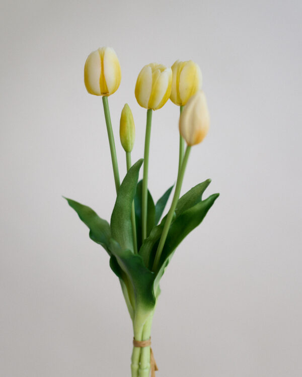 Tulpen · Milky Lemon