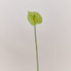 Anthurie · No. 01 · Light Green